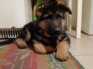 Grajewo ogłoszenia: Witam. Mam do zaoferowania szczenięta owczarki niemieckie... - zdjęcie