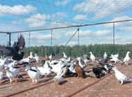 Grajewo ogłoszenia: Sprzedam gołębie widoczne na zdjęciach. Możliwość sprzedaży... - zdjęcie