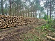 Grajewo ogłoszenia: Witam, 
wykonam usługę przecinki, wycinki lasów, możliwość... - zdjęcie