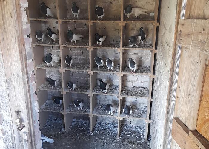 Grajewo ogłoszenia: Sprzedam gołebie murzyny 60 sztuk cena 15 zł za sztuke tel 508081721