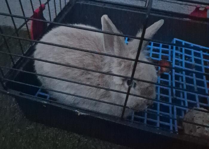 Grajewo ogłoszenia: Sprzedam krolika miniaturke . Krolik zdrowy