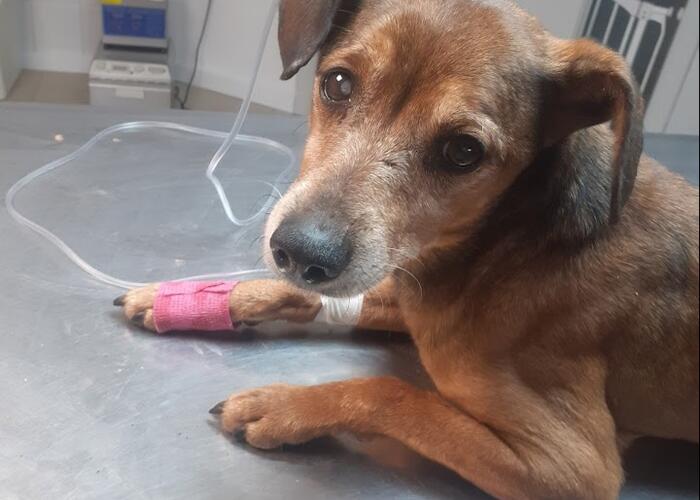 Grajewo ogłoszenia: Zaginął pies wabi się Kuba. Ostatni raz widziany w...