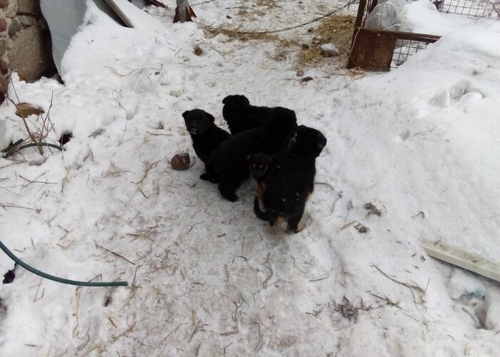 Grajewo ogłoszenia: Oddam w dobre ręce pieski całe czarne dwie suczki i trzy pieski...