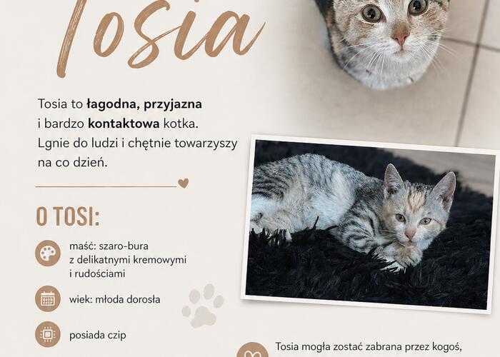 Grajewo ogłoszenia: Zaginęła kotka, jeśli ktoś ją widział proszę o kontakt - 531...